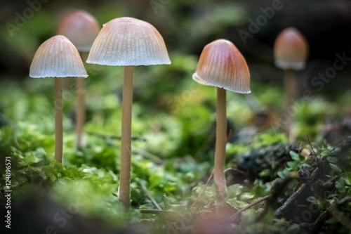 Close-up shot of little mushrooms