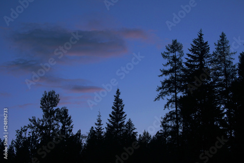 trees n dusk sky