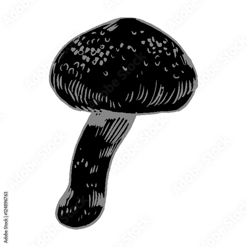vector hand drawn ink illustration of mushroom from the forest