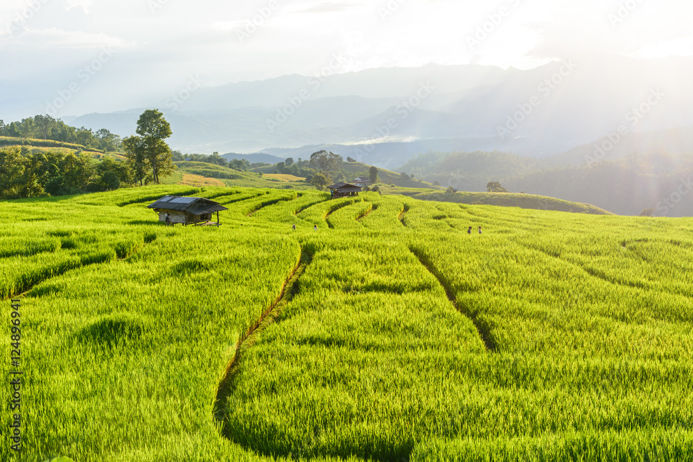 Green Terraced Rice Field in Chiangmai, Thailand Green Terraced Rice Field in Chiangmai, Thailand