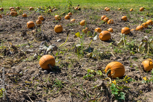 Ripe orange pumpkin patch on sunny autumn day