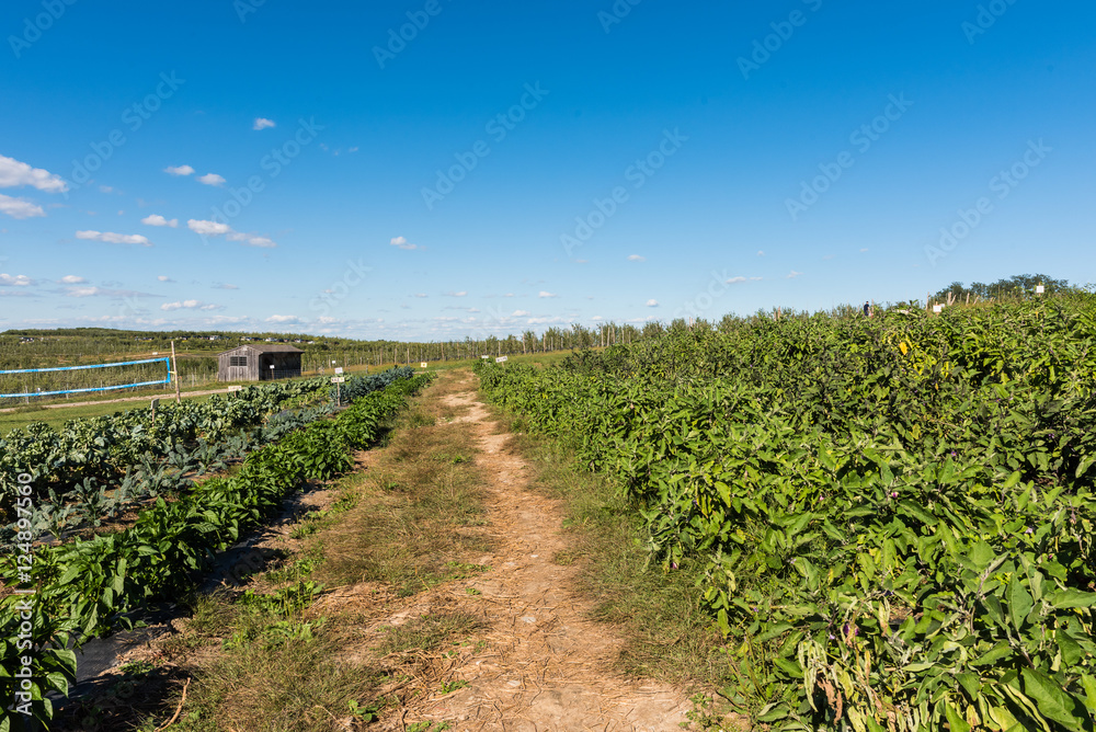 Agricultural industry.  Farm with vegetable garden