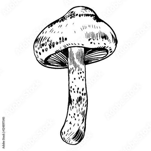 vector hand drawn ink illustration of mushroom from the forest
