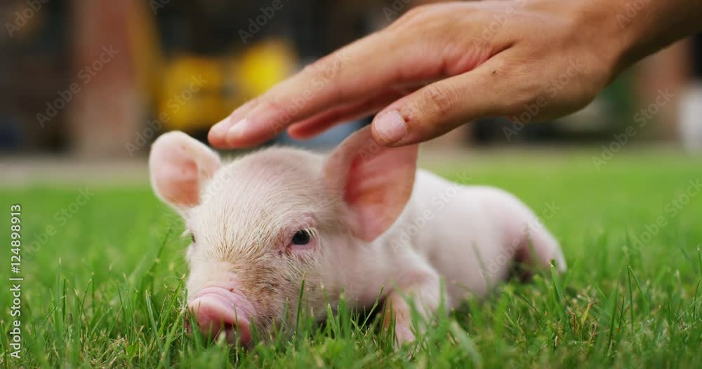 pig cute newborn standing on a grass lawn. concept of biological , animal health , friendship , love of nature . vegan and vegetarian style . respect for nature . pig cute newborn standing on a grass lawn. concept of biological , animal health , friendship , love of nature . vegan and vegetarian style . respect for nature .