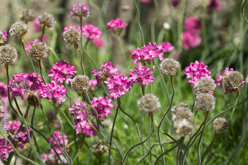 Armeria maritima  lat. Armeria vulgaris 