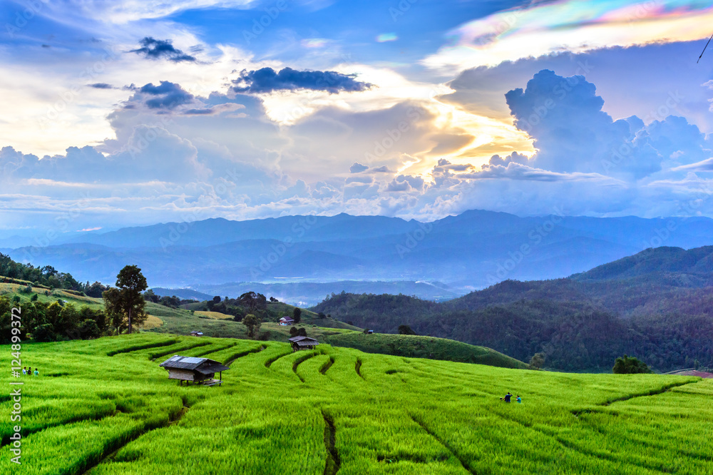 Green Terraced Rice Field in Chiangmai, Thailand Green Terraced Rice Field in Chiangmai, Thailand