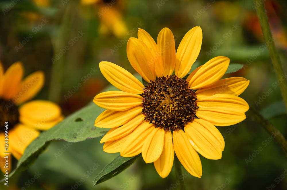 Sunflower closeup background and texture in summer. Sunflower closeup background and texture in summer.
