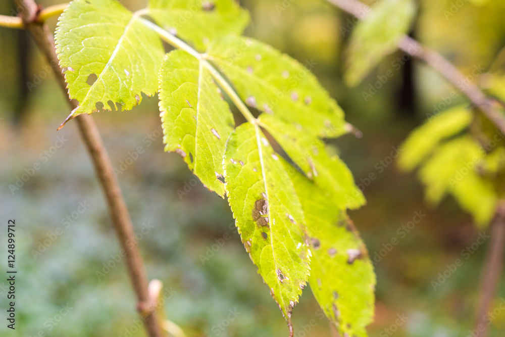 Tropfen aus Wasser auf dem Gras und Blatt in der Natur