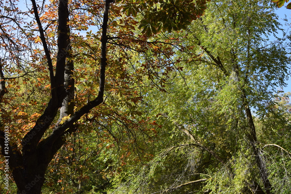 Bosques. Bosques.