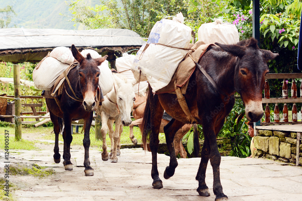 Trekking in the mountains, Nepal. Donkey carrying a heavy load. Trekking in the mountains, Nepal. Donkey carrying a heavy load.