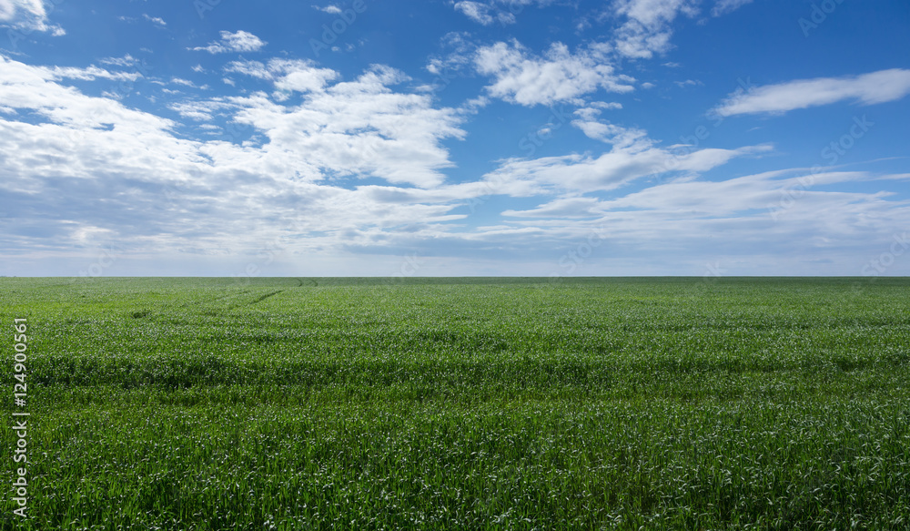 field of green grass and sky