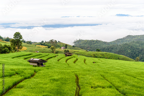 Green Terraced Rice Field in Chiangmai, Thailand