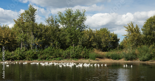 Schilderij op canvas white geese on the pond