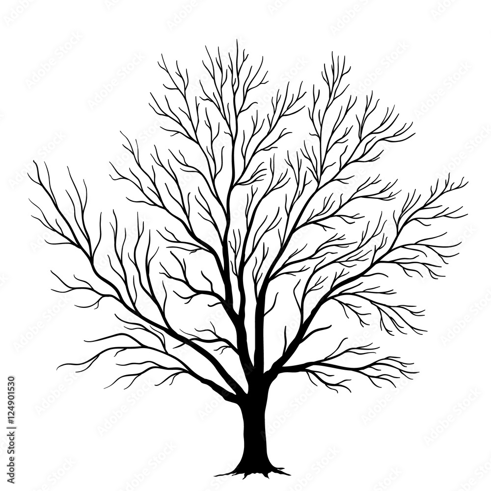 Vector tree silhouette isolated on white background