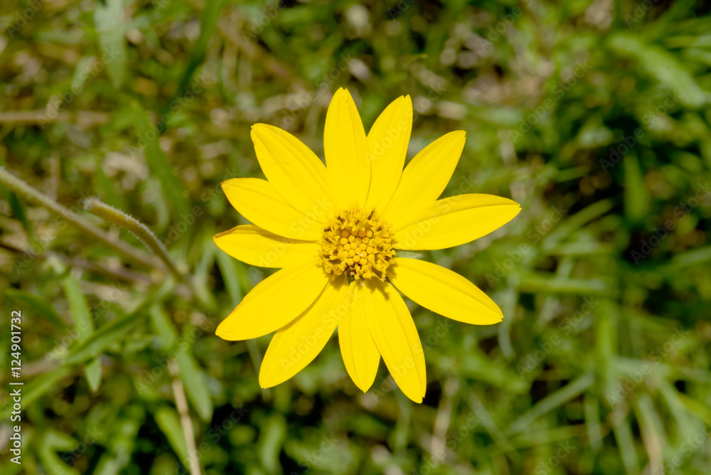 Yellow daisy flower top view in green environment Yellow daisy flower top view in green environment