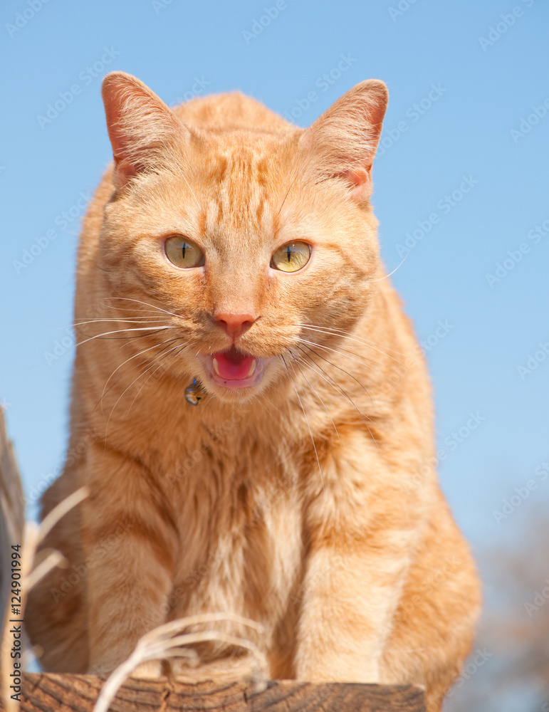 Beautiful orange tabby cat looking down at the viewer against bright blue sky