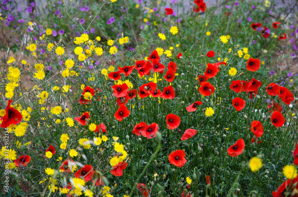 Fototapeta premium Blosson wildflowers