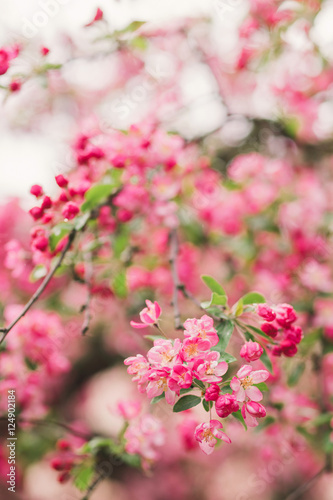 Closeup of a fruit tree pink blossom in spring. Shallow focus