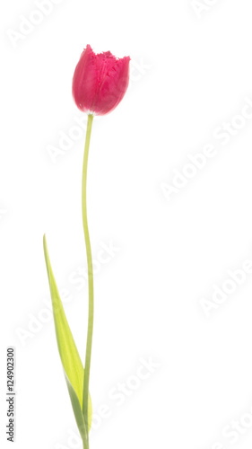 red tulip on a white background