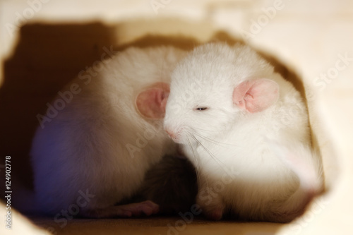 White baby chinchilla is sitting in house