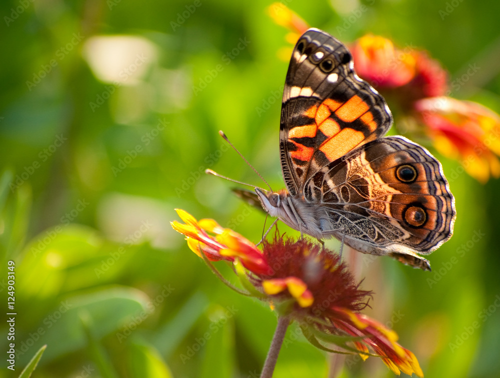 Obraz premium American Painted Lady butterfly on an Indian Blanket Flower