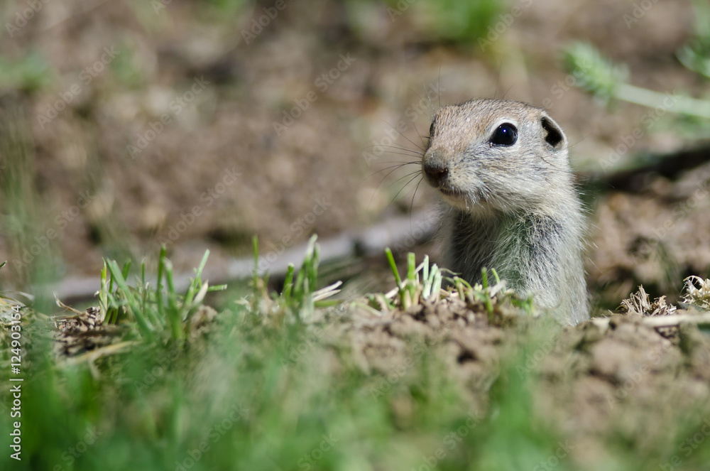 Alert Little Ground Squirrel Peeking Over the Edge of Its Home Alert Little Ground Squirrel Peeking Over the Edge of Its Home
