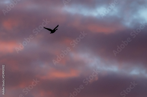 Lone Silhouetted Goose Flying in the Beautiful Sunset Sky