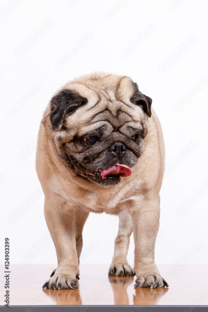 Obraz premium Pug lying on the table, white background