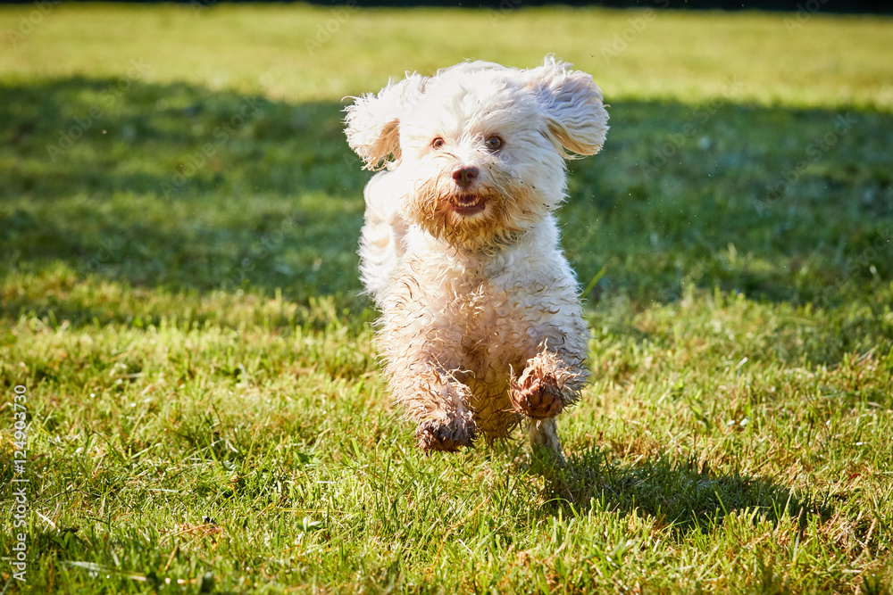 Havanese dog jumping on the green meadows Havanese dog jumping on the green meadows