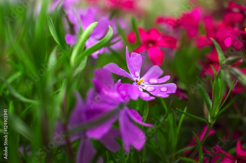  pink and purple flowers on green grass close-up.