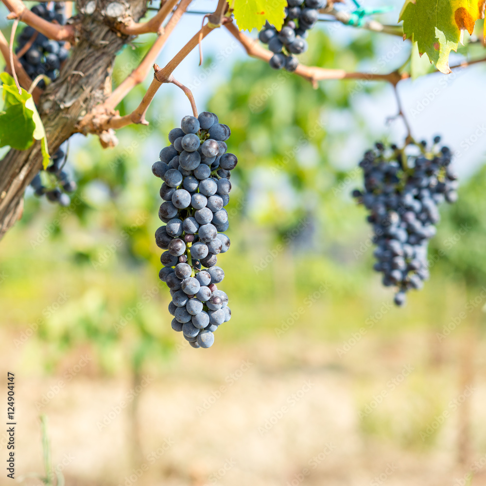 Reben Vitis für Wein und Alkohol im Rotwein und Weisswein