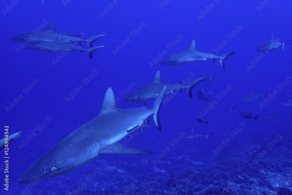 Mur de requin à Fakarava Sud
