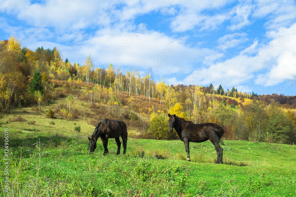 Horses, horse near a forest in autumn rock