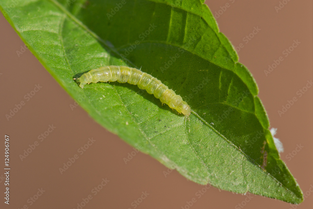 Naklejka premium Leafroller caterpillar on a green leaf
