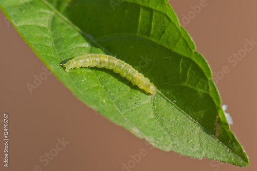 Leafroller caterpillar on a green leaf