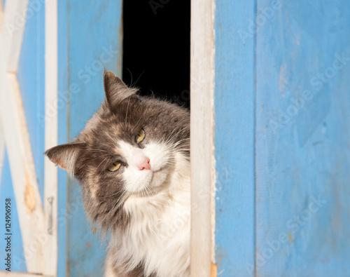 Calico cat peeking out of a blue barn