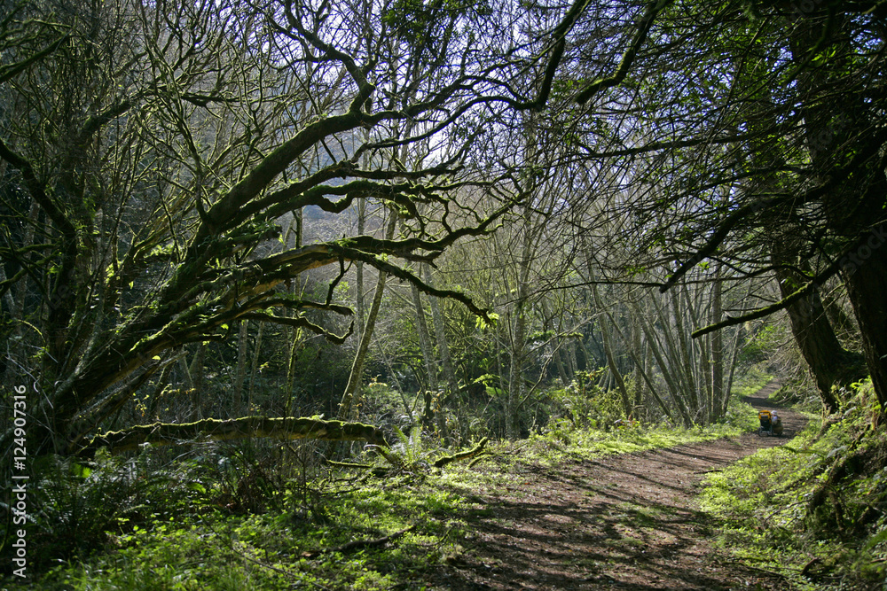 tree lined path