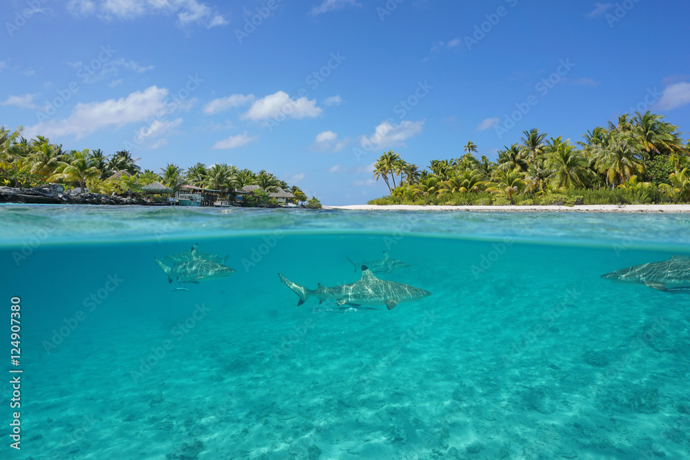 Naklejka premium Half above and half below view of a tropical island with a vacations resort and blacktip reef sharks underwater, Tikehau atoll, Pacific ocean, French Polynesia 