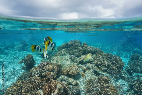Shallow coral reef with tropical fish underwater and cloudy sky split by waterline, Rangiroa, Tuamotu, Pacific ocean, French Polynesia 