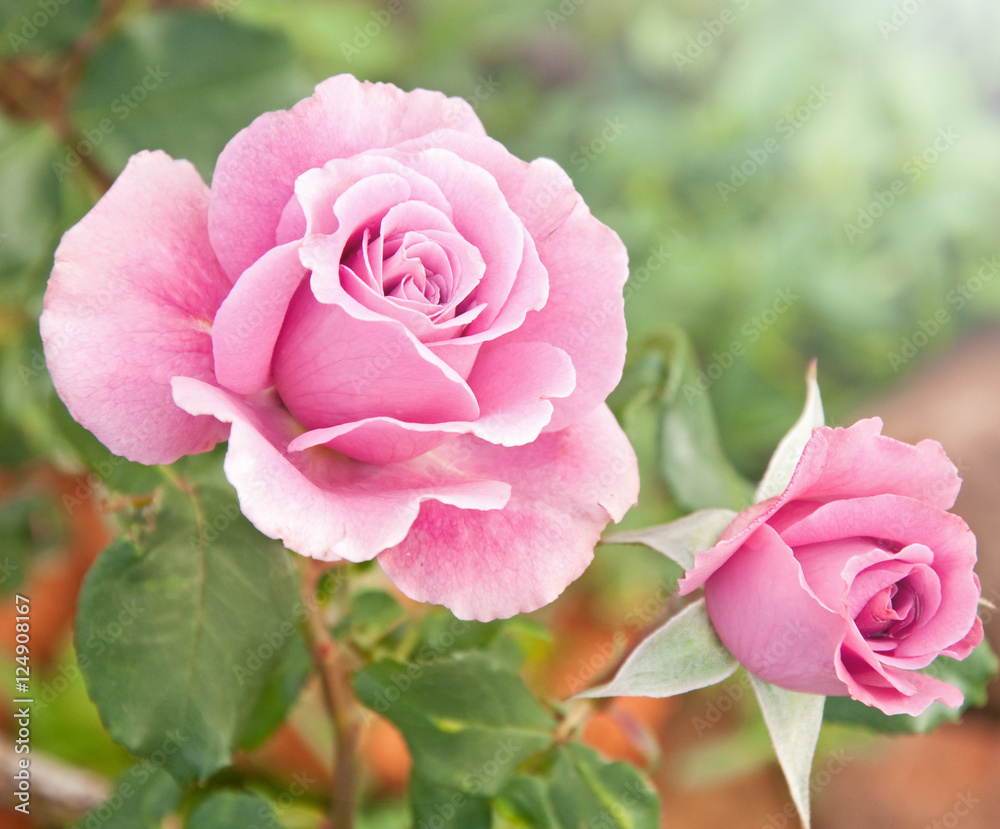 Fototapeta premium Beautiful pink rose in a garden