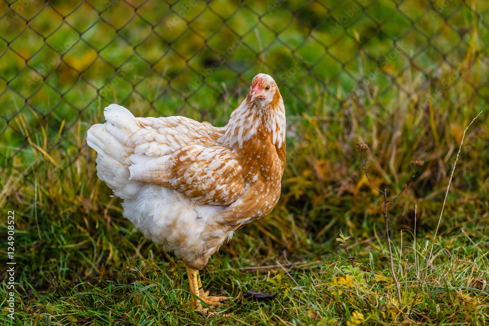 Fototapeta premium Рябая курочка