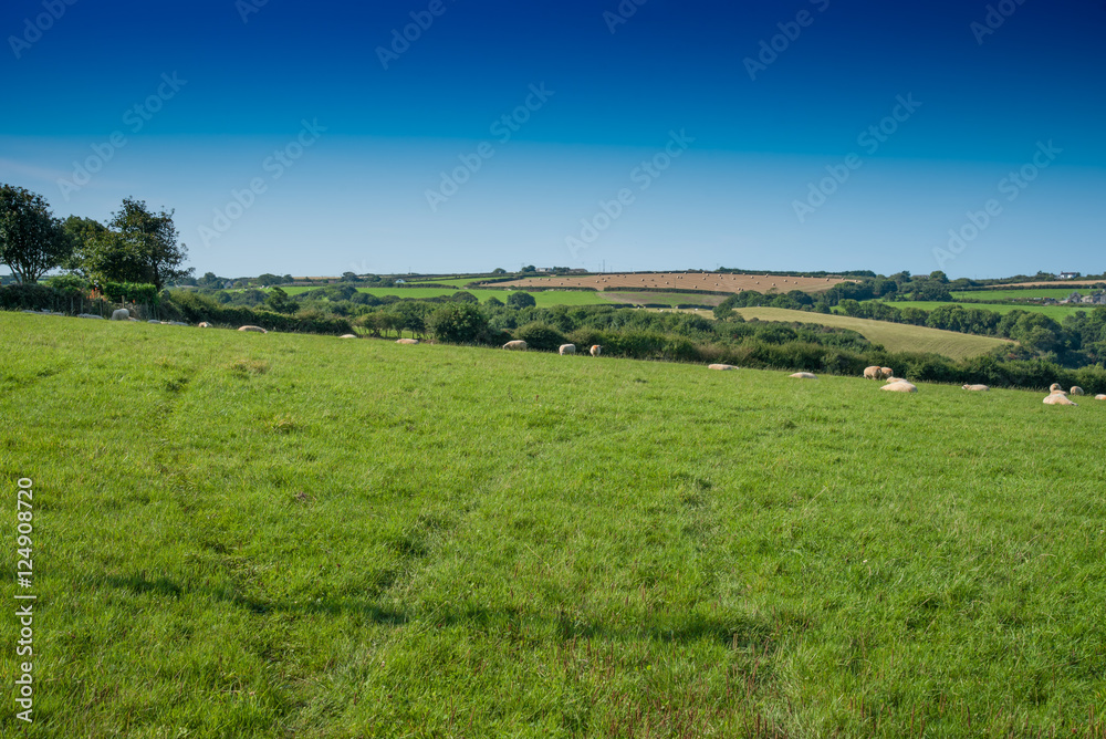 Verdant grassland with sheep, bushes and a clear blue sky near St Issey in north Cornwall. Verdant grassland with sheep, bushes and a clear blue sky near St Issey in north Cornwall.