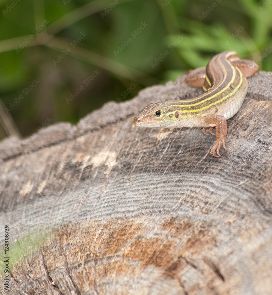 Six-lined Racerunner whiptail camouflaged on a tree stump Six-lined Racerunner whiptail camouflaged on a tree stump