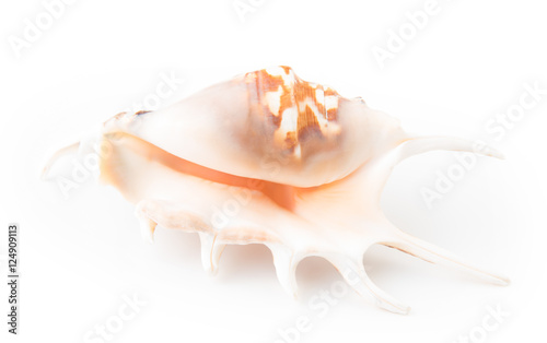 Seashell isolated on white background. Top view.