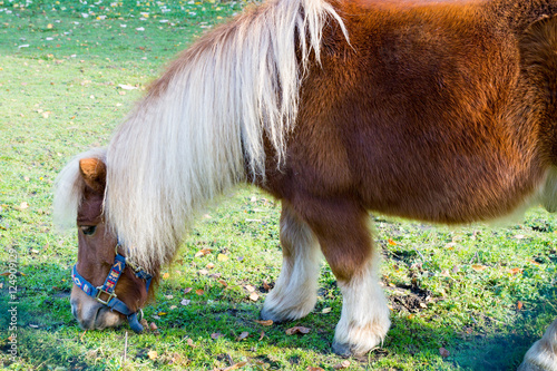 Trauriges Pony - Pferd auf der Wiese