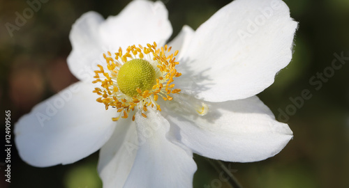 Yellow pistils and stamens  belonging to the white flower