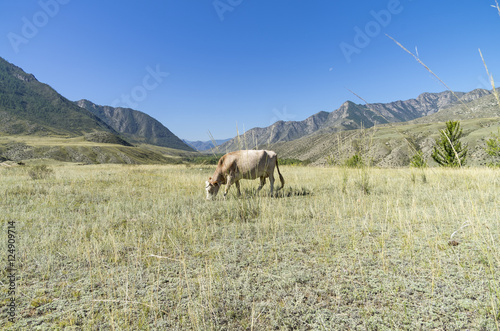 Fototapeta Naklejka Na Ścianę i Meble -  Cow grazing in a mountain meadow. Altai, Russia.