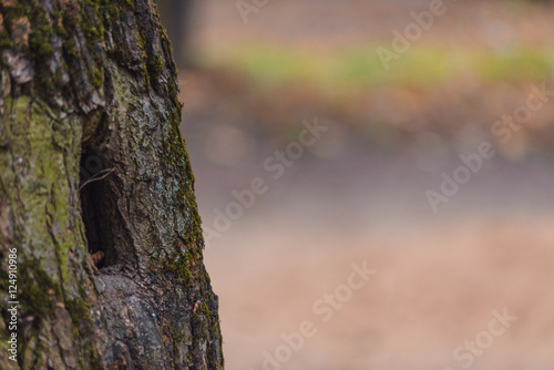 Old tree with beautiful bark and hollow squirrel in autumn forest