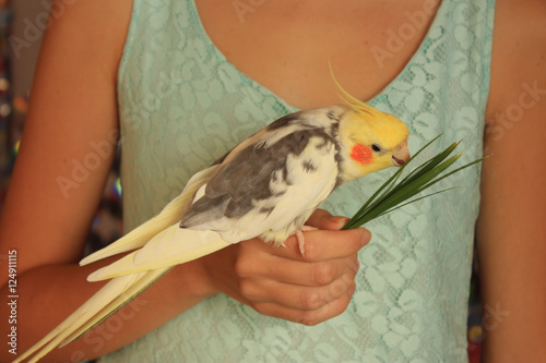 Woman in blue dress hand holding a cockatiel parrot photo