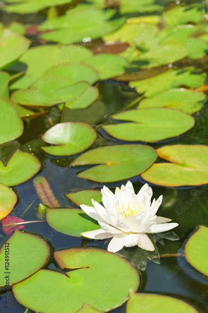 White water Lily (lat. Nymphaea) in a pond White water Lily (lat. Nymphaea) in a pond
